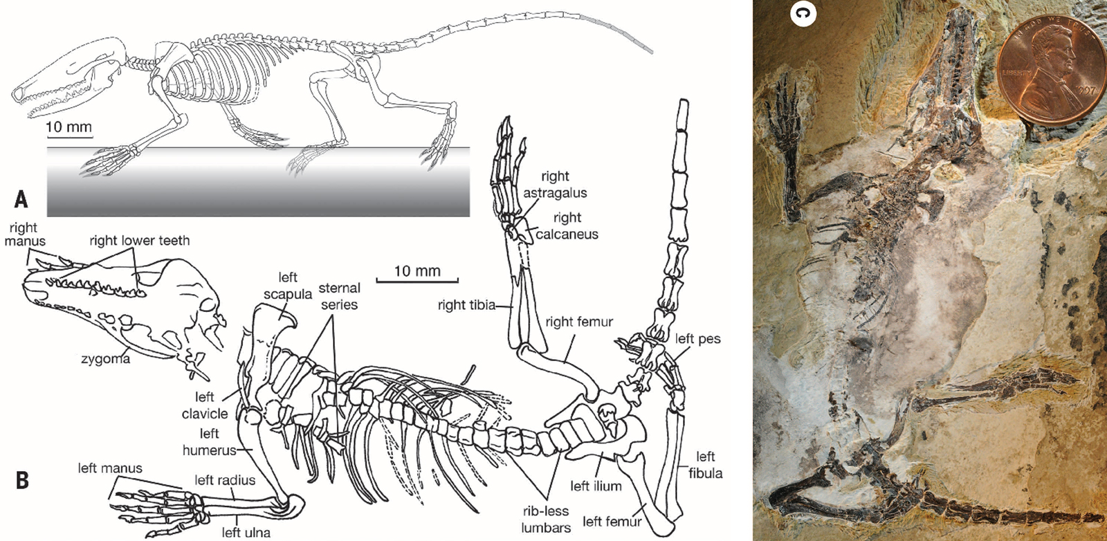 Scientific fossil diagram showing where major bones are located in a fossil specimen.