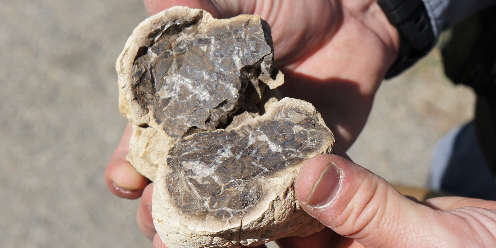 A fossil concretion recently cracked open and held in a persons' hands