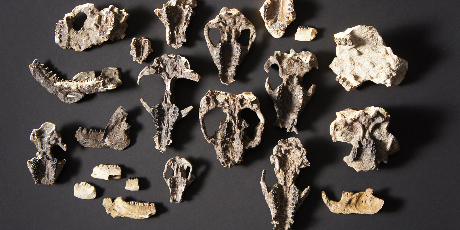 An array of fossil mammal skulls