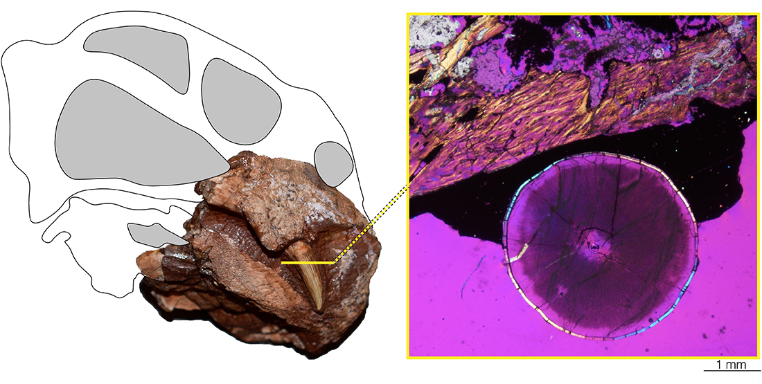 images of a fossil jaw with tooth next to a drawing of the entire animal's head, along with a cross-section of the tusk under a microscope