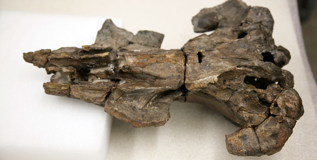 close up of a fossilized whale skull