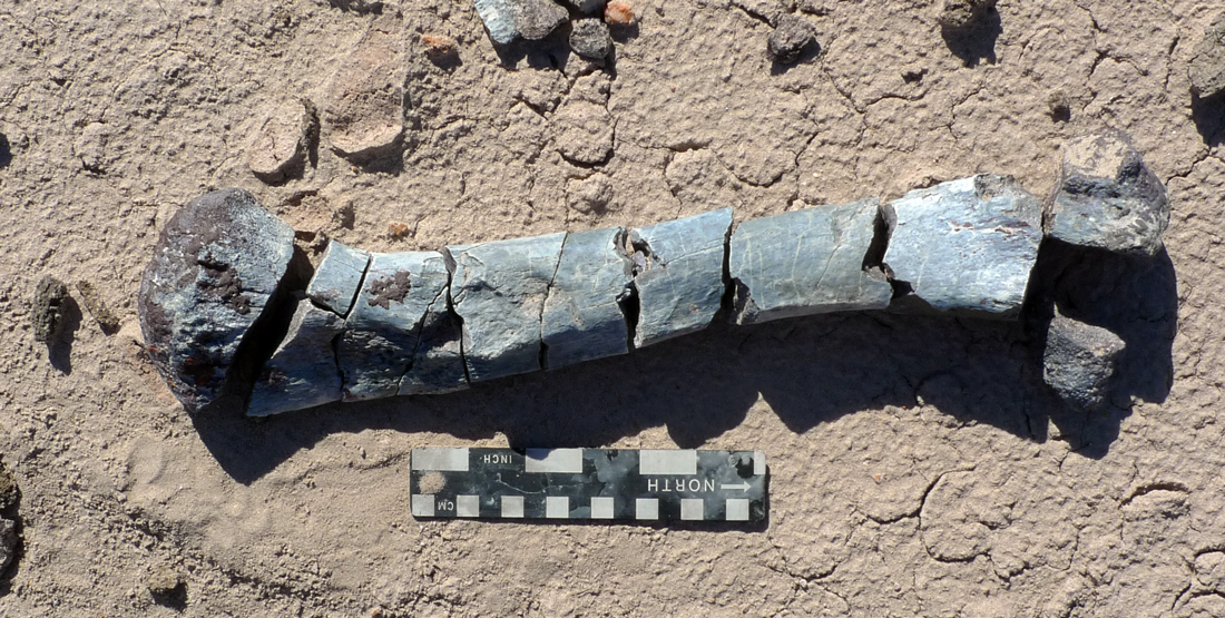 broken bone fragments laying on the ground with a small ruler for measurement