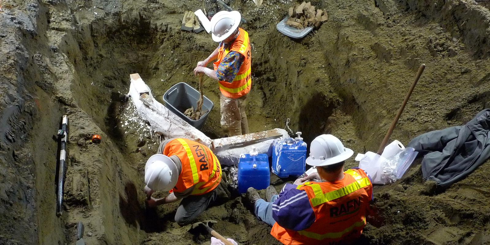 Three men wearing safety gear apply plaster and wood to the tusk while it's still in the ground