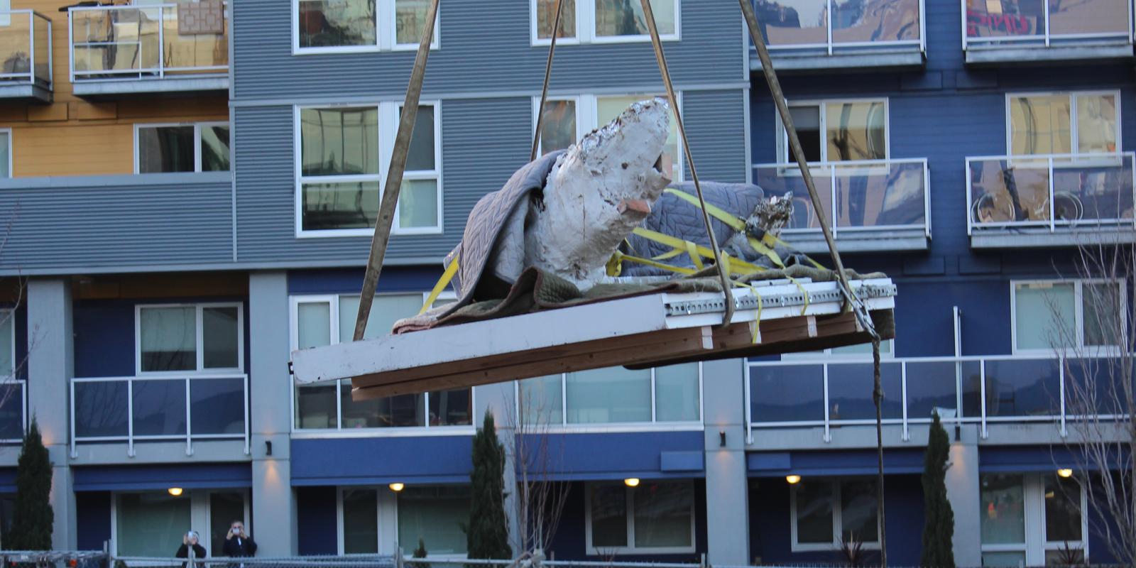 The tusk, wrapped in plaster and covered in a blanket, is lifted by crane into the air