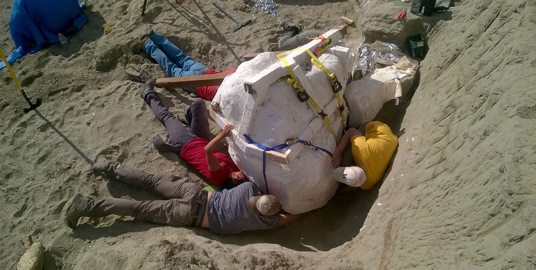 Five paleontologists and volunteers lay on the dirt trying to free the T. rex skull's massive plaster jacket