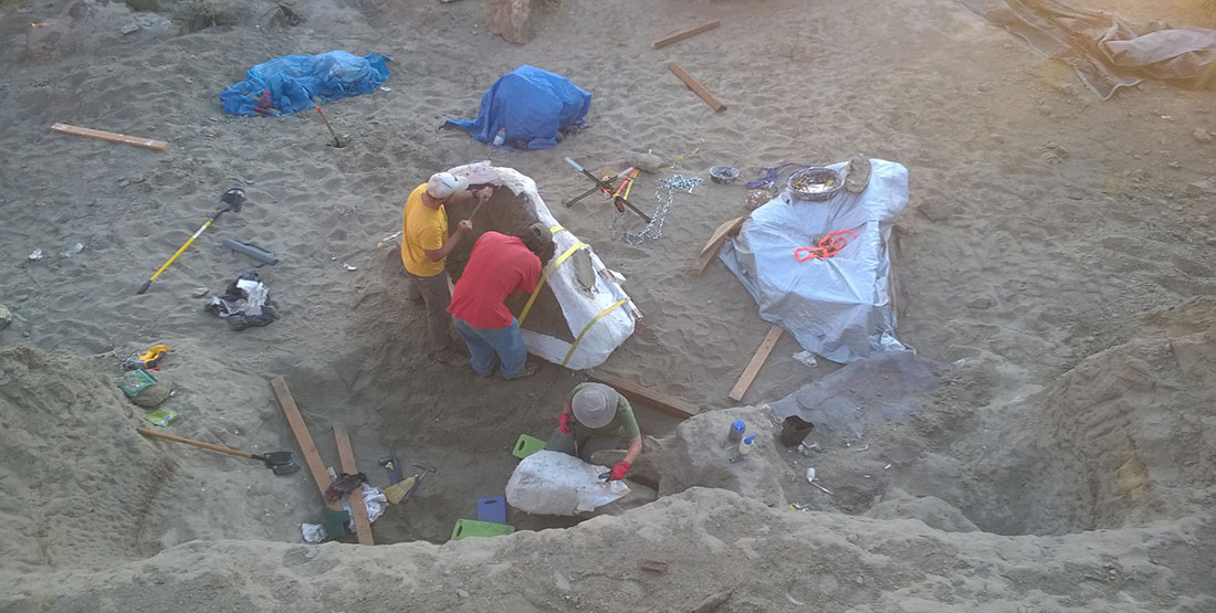 Looking down toward the top of the T. rex skull jacket after it was flipped over