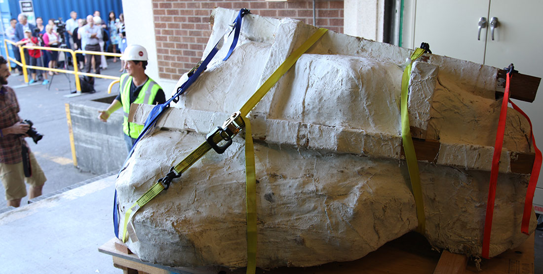 Close up of the skull jacket with paleontologists and media in the background