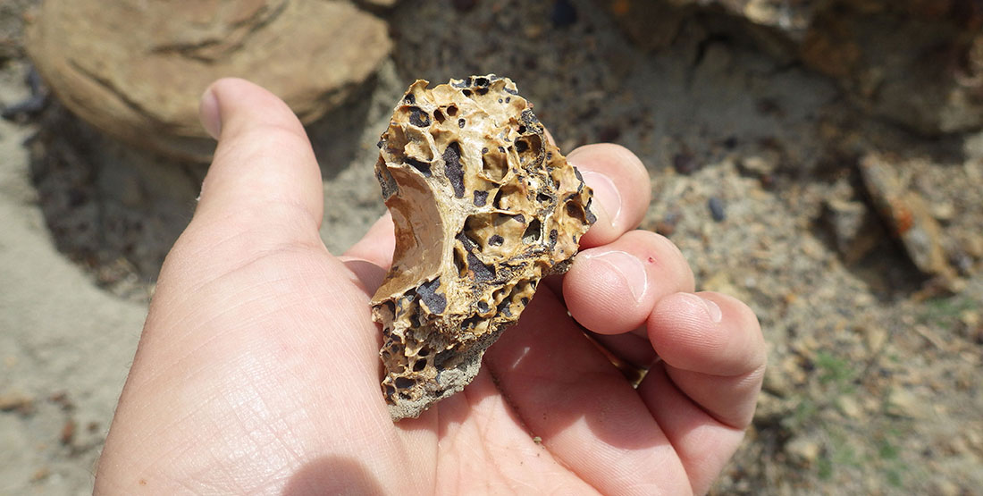 Close up of part of the T. rex bone showing its honeycomb internal structure