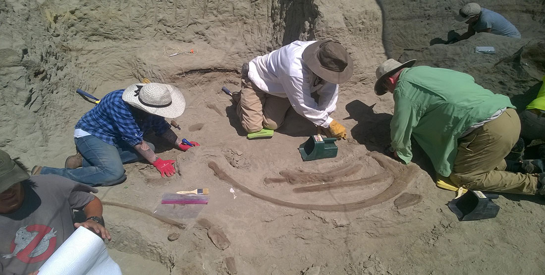 Once the ledge was in place, they switched to smaller hand tools to carefully remove rock and dirt away from the ribs, uncovering nearby vertebrae and pelvic bones in the process.