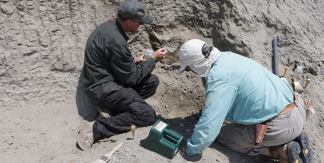 Burke paleontologists paint a glue on the back of the T. rex skull while it's still in the hill