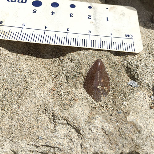 A T. rex tooth sticking out of dirt with a ruler next to it for scale