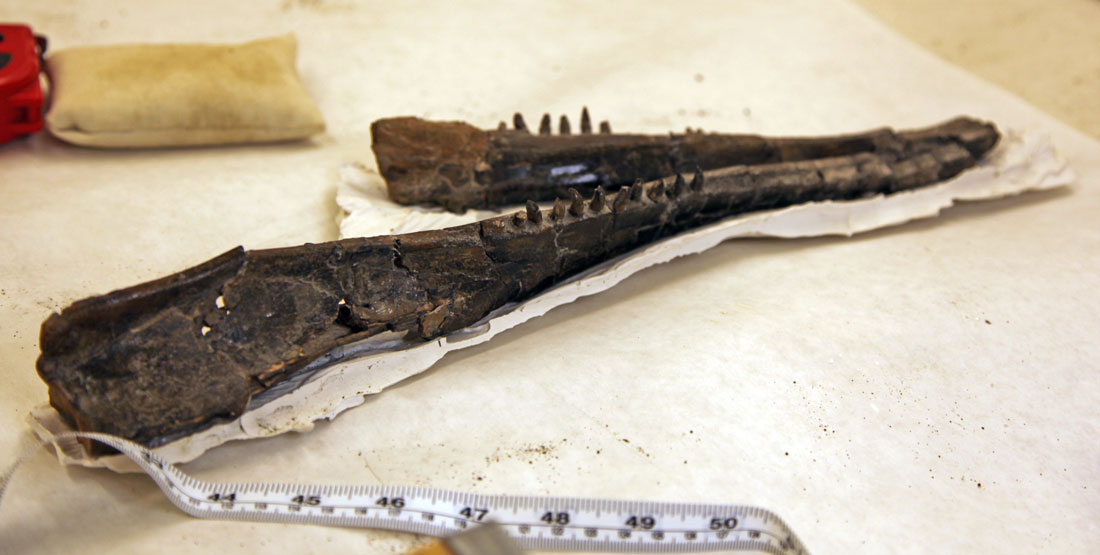 A close up view of the jaw bone and teeth of the dolphin