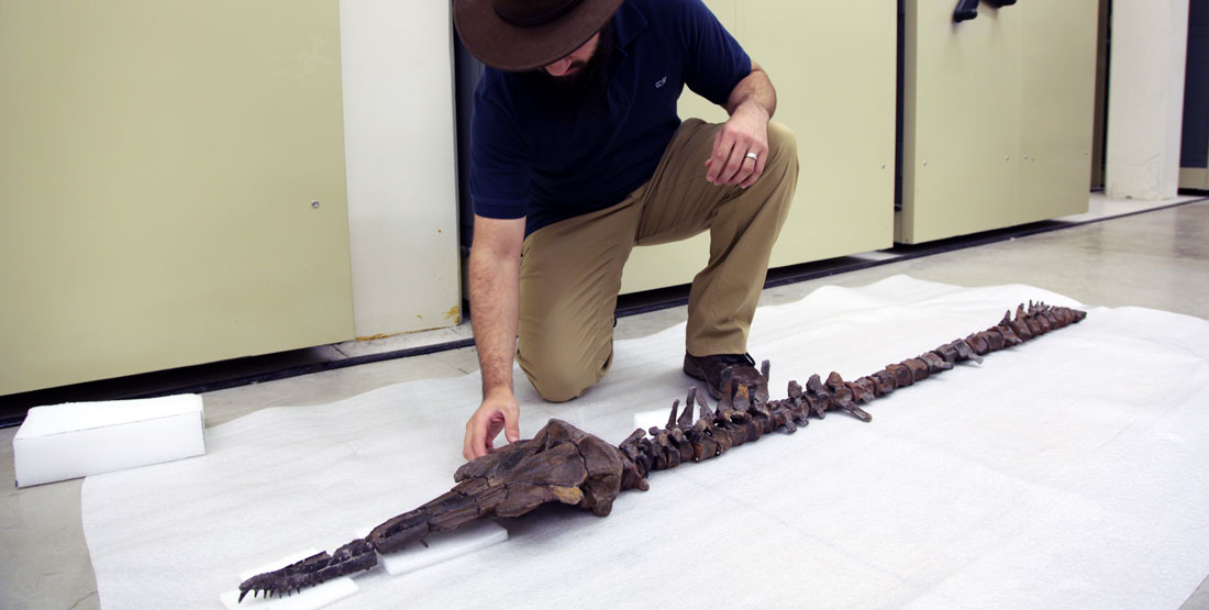 A male researcher examines the skeleton of a new dolphin