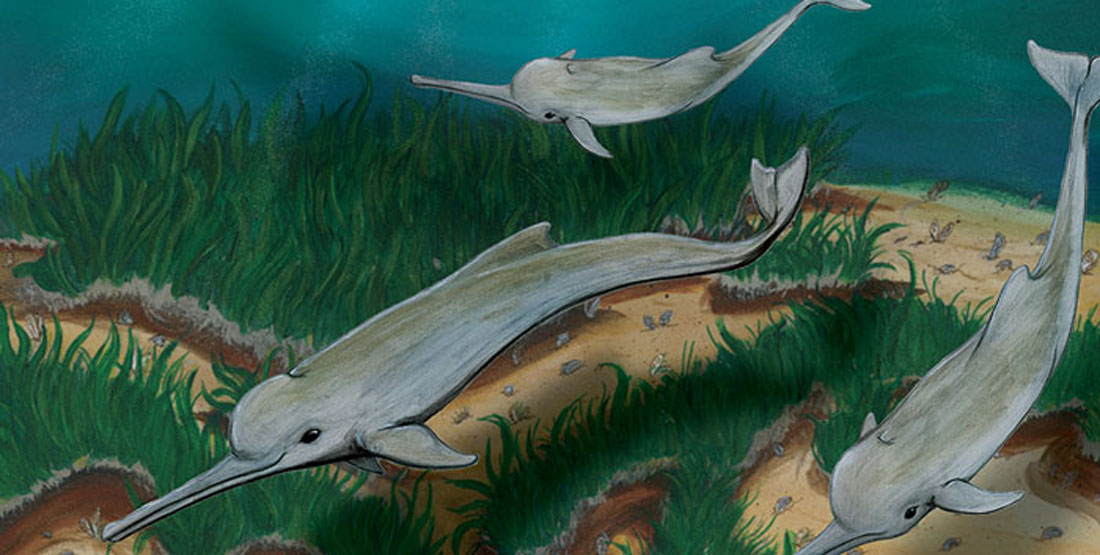 An illustration of the new species of dolphin