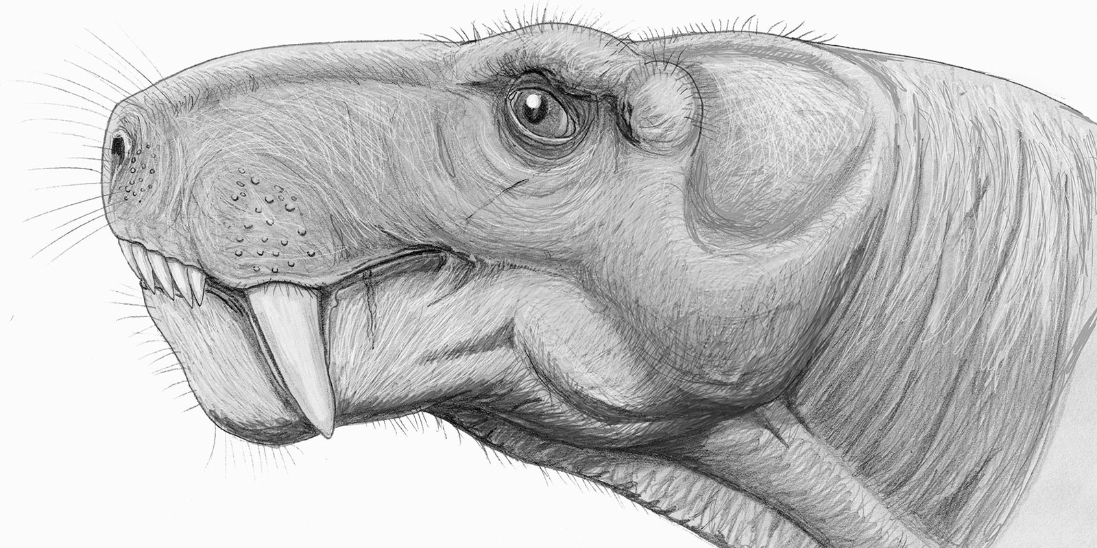 illustration of the animal's head from the side
