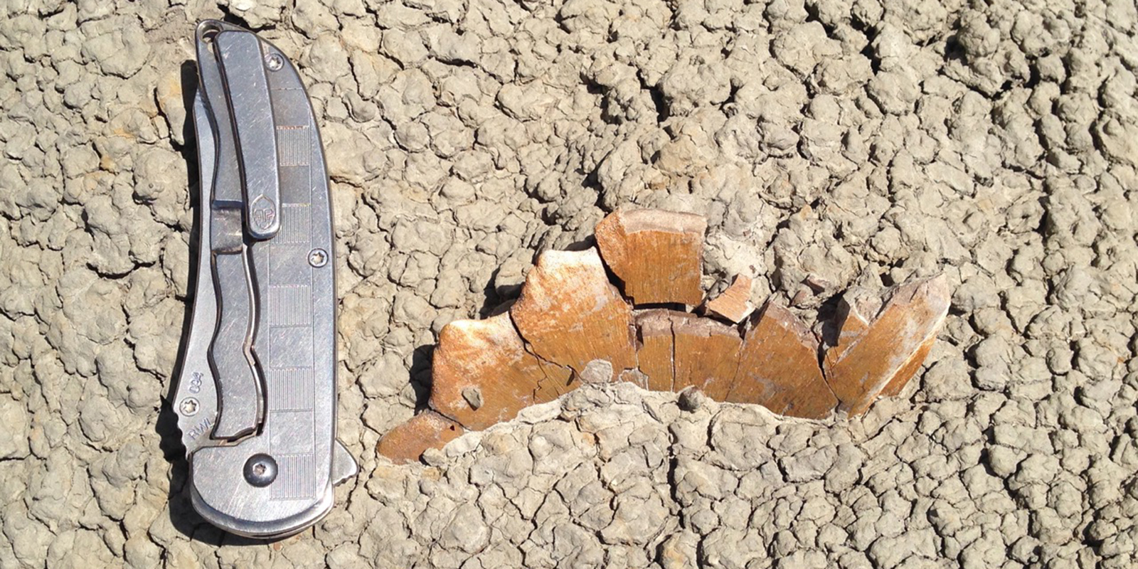 close up of a section of fossil sticking out from the rock