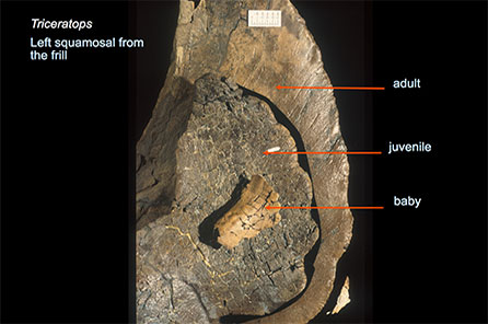 An adult, juvenille, and baby triceratops frill specimen layered on top of each other