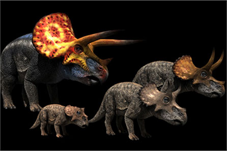 computer rendering of triceratops skulls for comparison