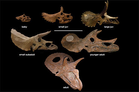 computer rendering of triceratops skulls for comparison