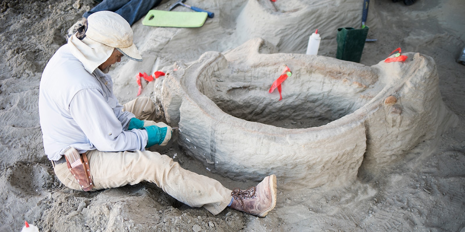 A man wearing a white head covering to protect from the sun holding a tool to excavate a large t.rex rib