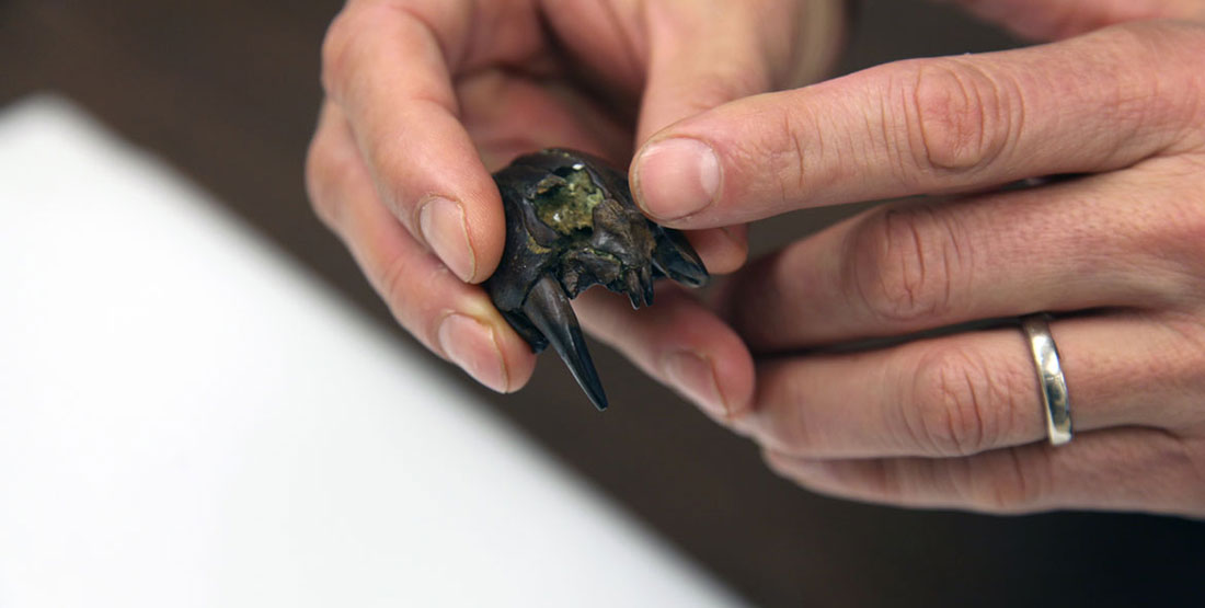 A close-up of the snout of a Didelphodon