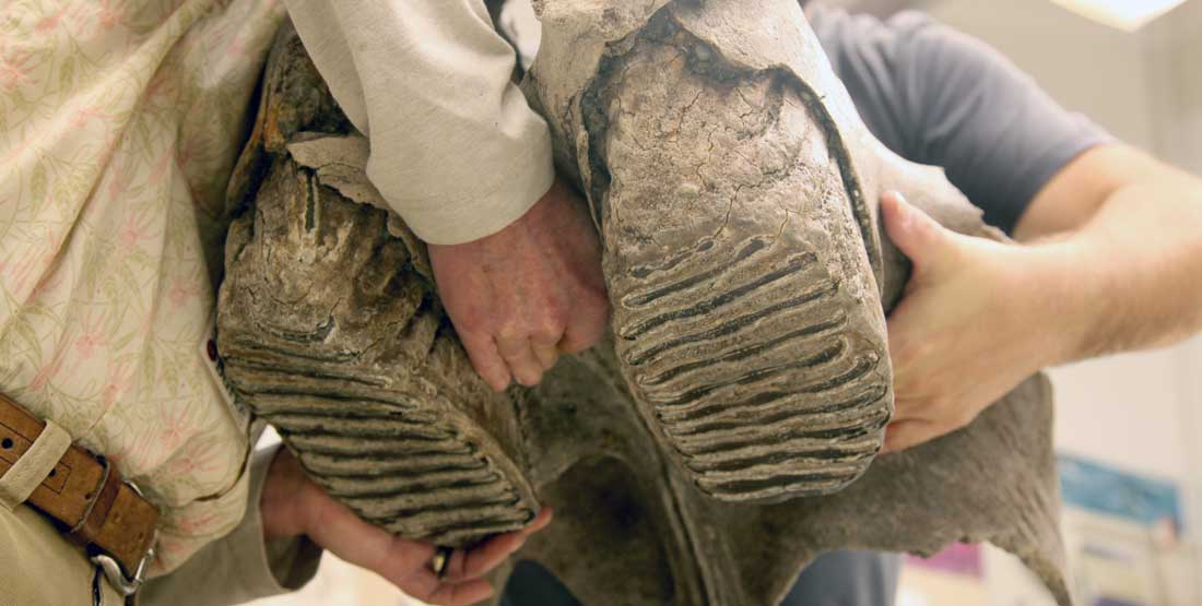 Upper teeth from the partial skull of a Columbian mammoth