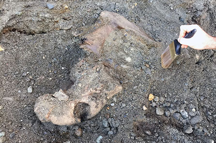 A person uses a paintbrush to clear dirt off of the partially exposed fossil in the rock