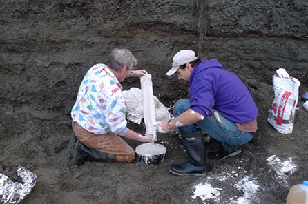 Two men apply strips of burlap dipped in white plaster and layer it on the fossil