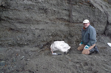 A man kneels next to a plaster field jacket containing the mammoth lower jaw