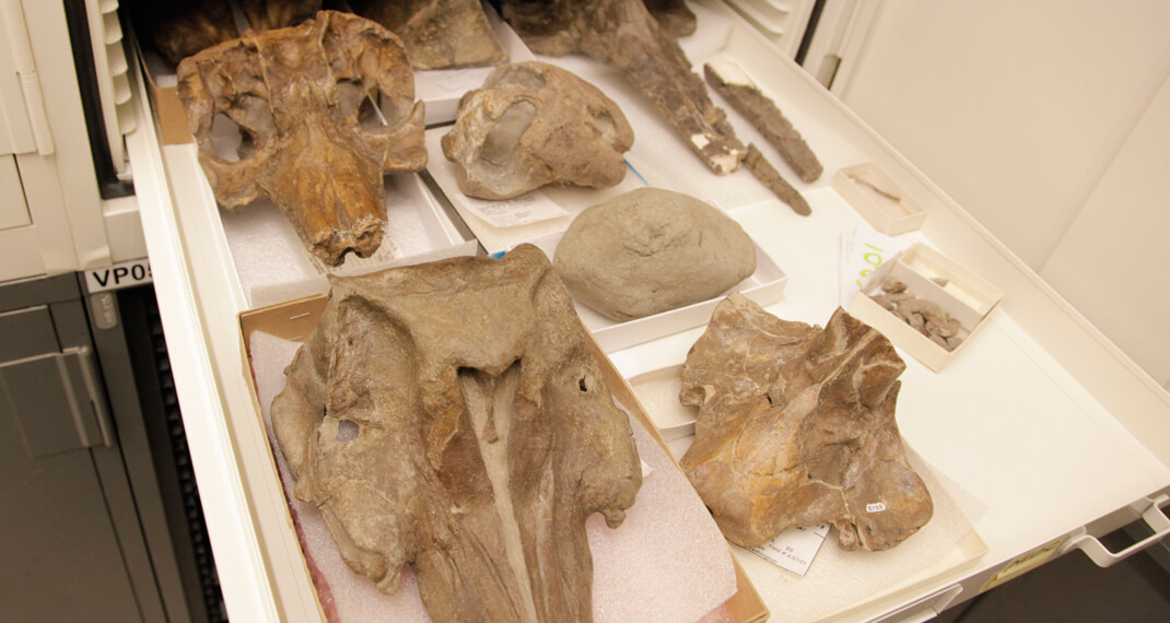 mammal fossils in a collection drawer