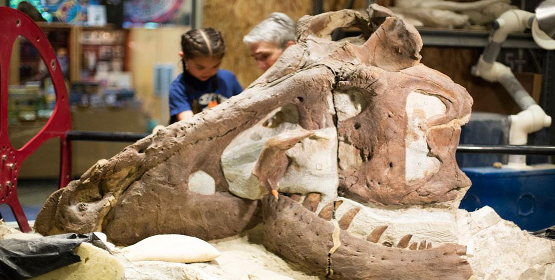 A young girl and a volunteer t. rex preparator seen behind a t. rex skull