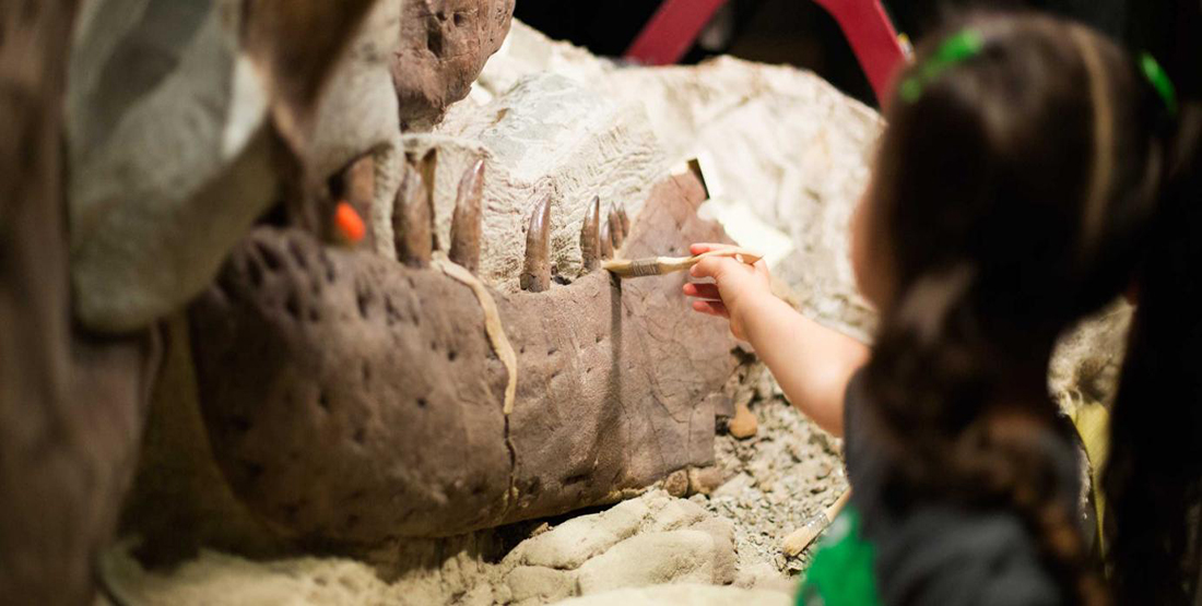 A young girl brushes dirt off of a t.rex skull
