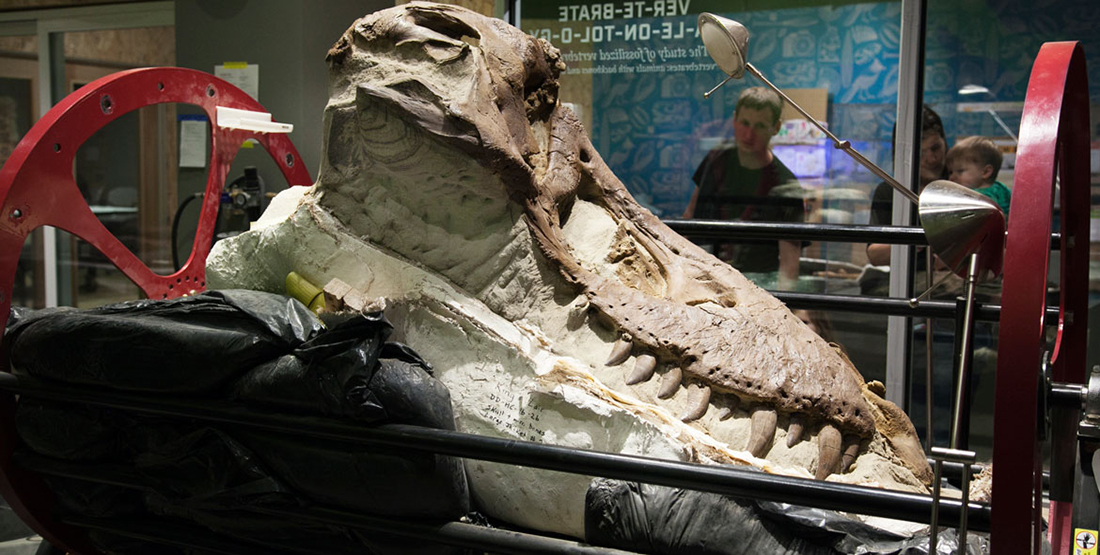A partially-uncovered T. rex skull sits on a rack while museum visitors look on