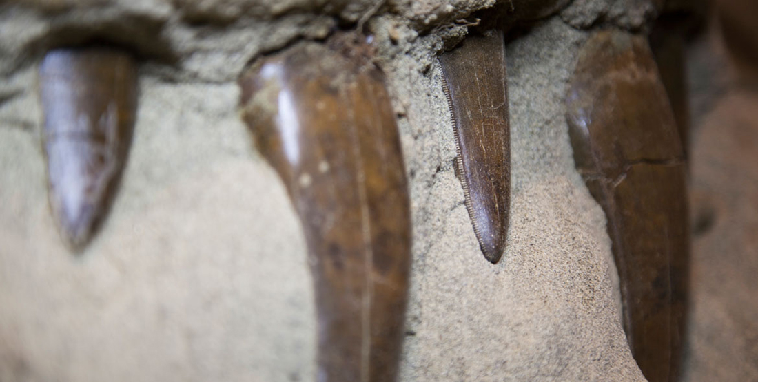 A close up view of four teeth visible in the T. rex skull