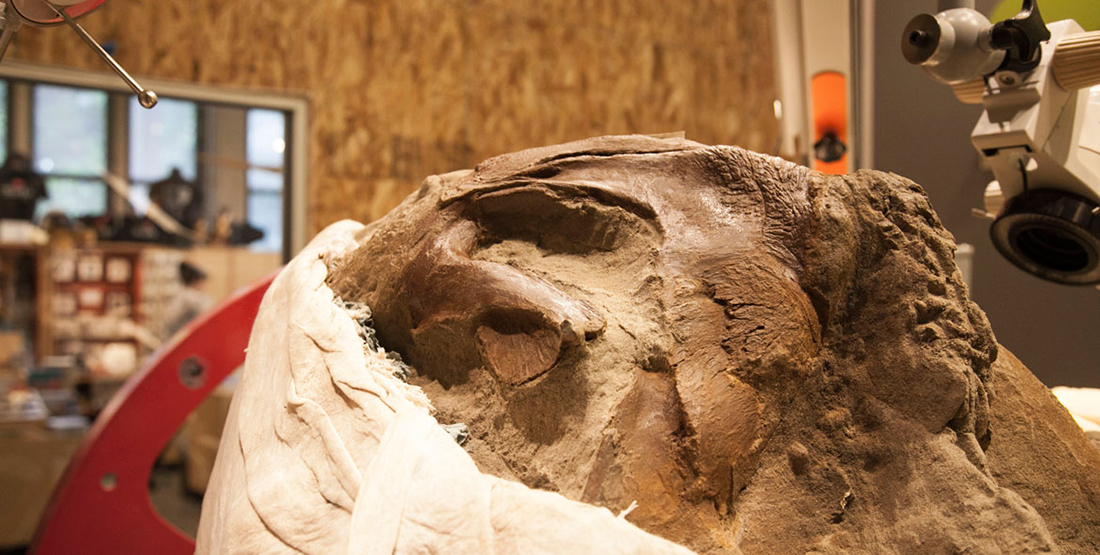 A close up view of the T. rex skull