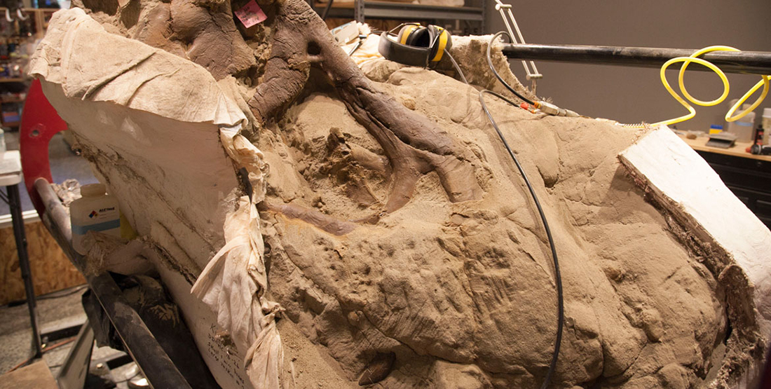 A close up view of a T. rex tooth uncovered