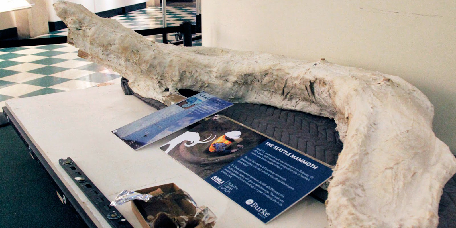 A mammoth tusk inside a plaster cast