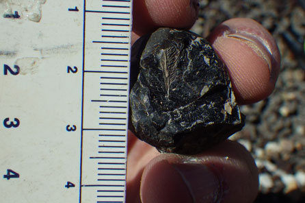fossilized feather in coprolite