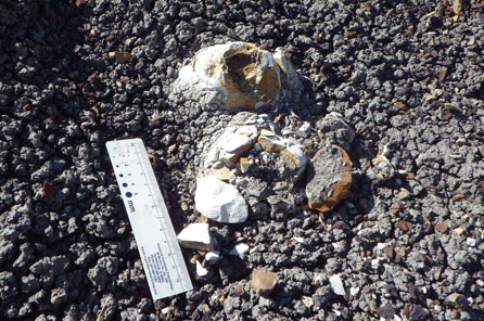 eroding out coprolite