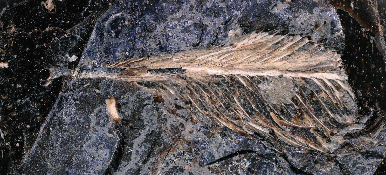 feather in coproliite