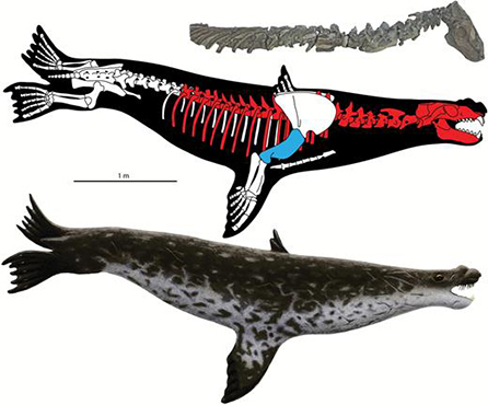 diagram of the prehistoric seal