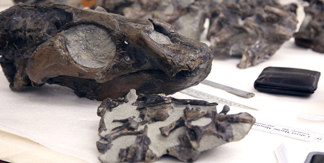 Closeup of the fossil skull