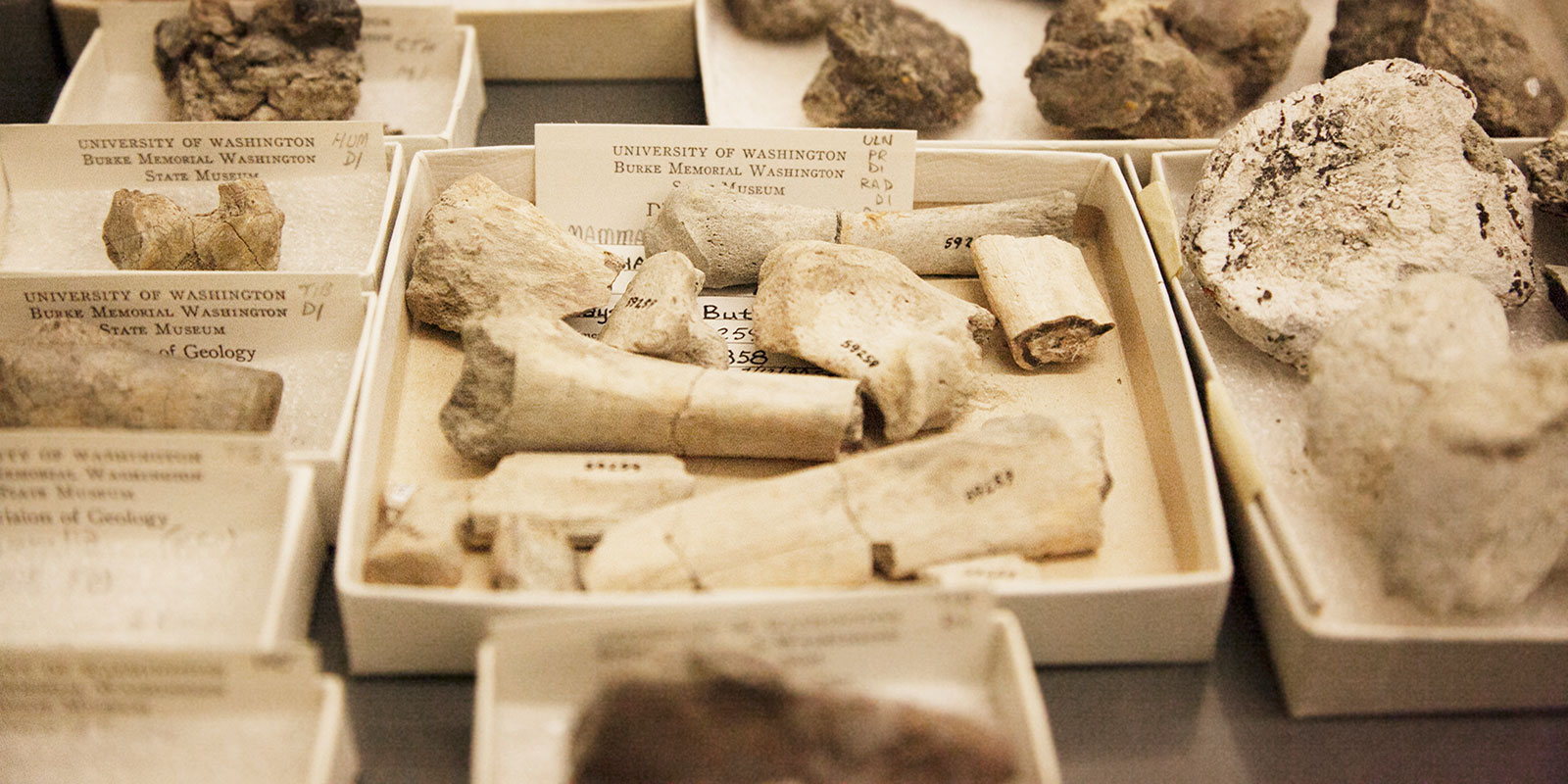 Small bones individually housed in their own boxes with typed labels