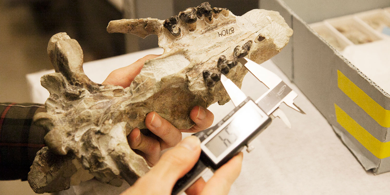 A researcher holds a large bone from a wolf-like carnivore while using a metal hand tool to measure its length