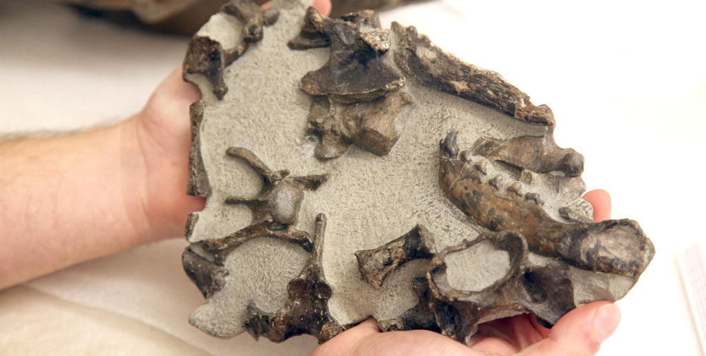 A pair of hands hold fossil seal bones surrounded by rock