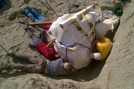 A group of palentologists in the field huddled around the plaster jacket that contains the T. rex skull