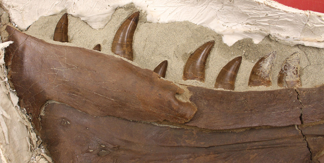 A close up view of the T. rex jaw with teeth