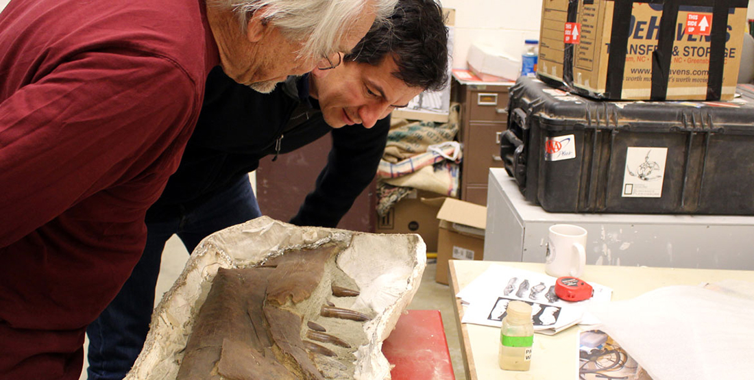 Two researchers examine the T. rex jaw
