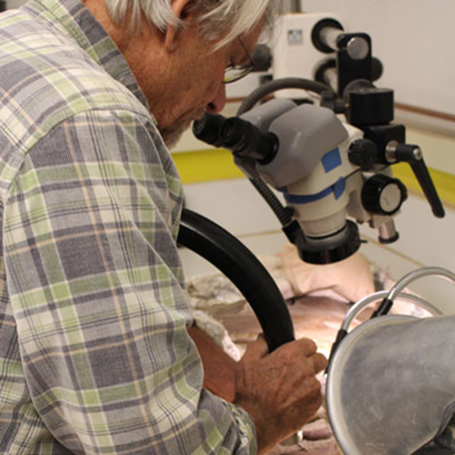 A man vacuums away sandstone shavings from the T. rex fossil