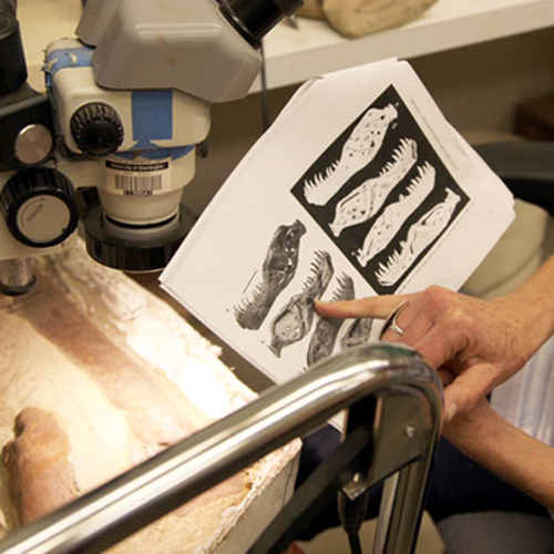 A person points to an illustration of the T. rex jaw